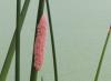 Pomacea maculata