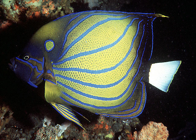 Mature imperator angel fish