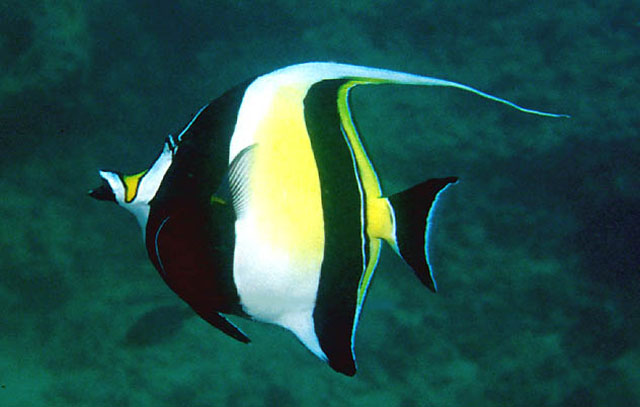 zanclus cornutus
