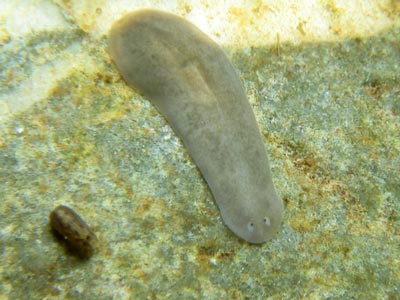 Planaria (Dugesia sp.) Picture