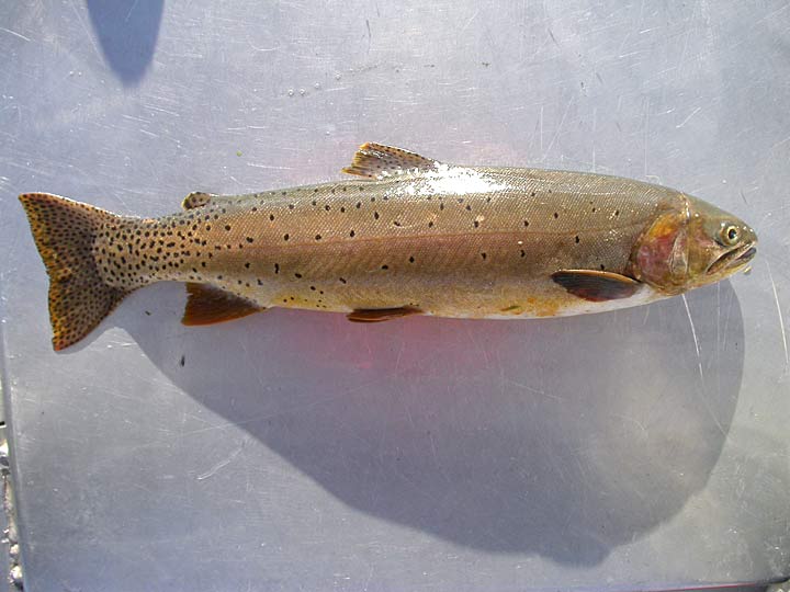 Idaho Cutthroat Trout Facts