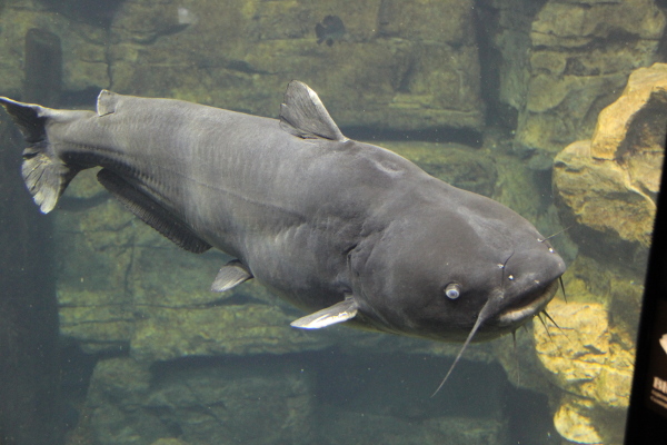 Blue Catfish Ictalurus Furcatus Species Profile