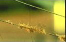 Spiny Water Flea on downrigger cable