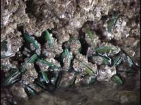 Green mussels on bridge piling in Tampa Bay, November 1999