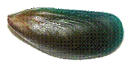 Green Mussel - Perna viridis - click to enlarge