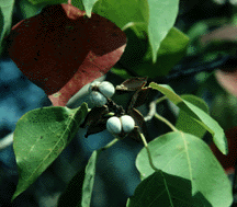 chinese tallow tree