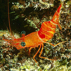 Shrimp picture