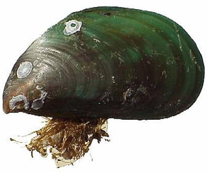 green mussel picture