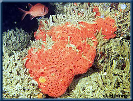 Sponge Picture