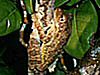amphibian picture - click to go to the Amphibian page