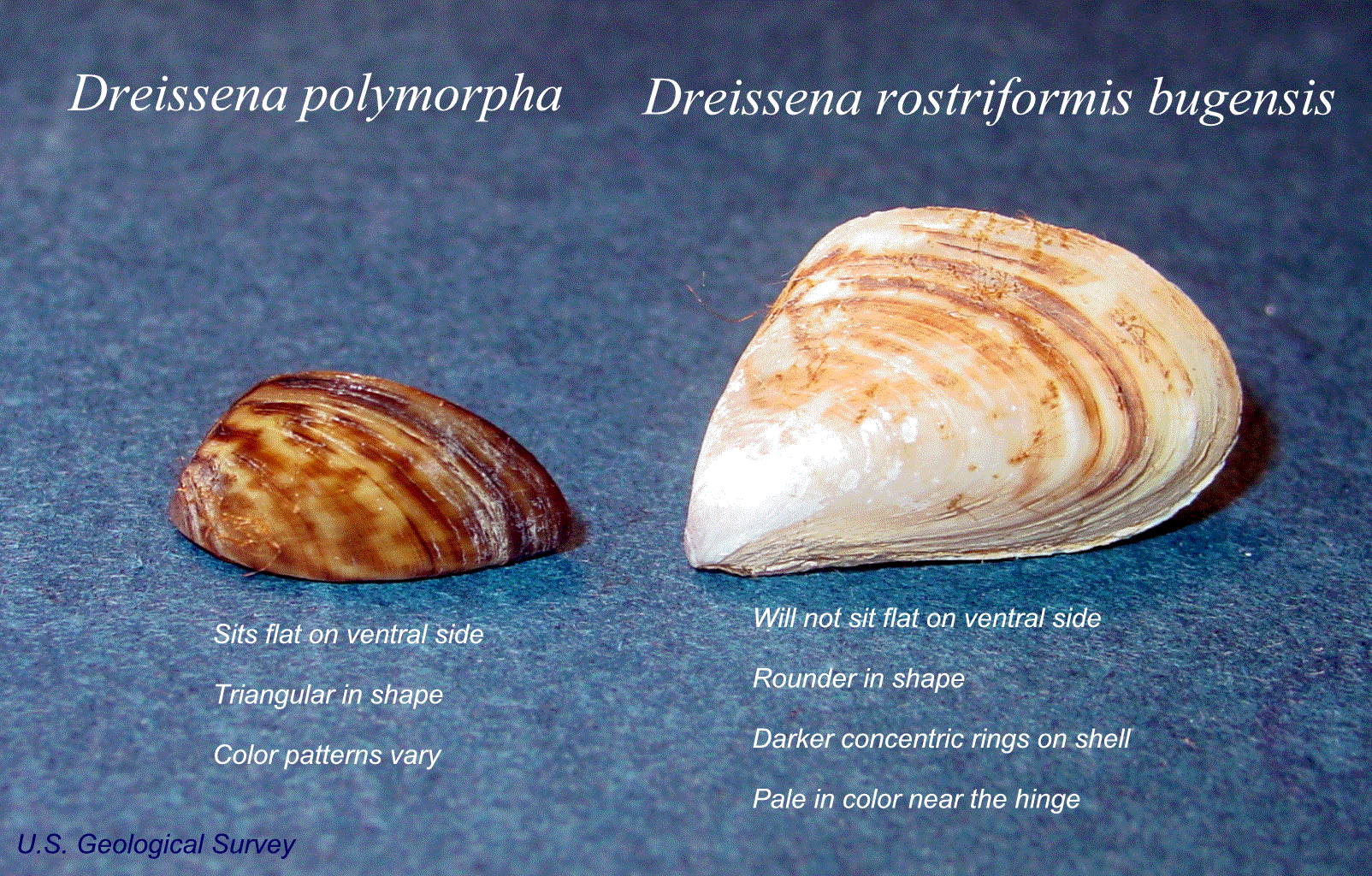 Zebra Mussels Diagram