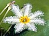 plant picture - click to go to the Plant page