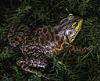 Lithobates catesbeianus