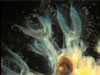 bryozoan picture - click to go to the Bryozoan page