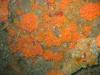 Tubastraea coccinea