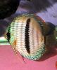 Symphysodon discus