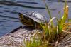 Trachemys scripta scripta