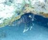 Pterois volitans/miles