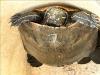 Trachemys scripta elegans