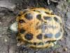 Trachemys scripta elegans