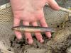 Pond Loach in hand in front of net