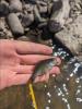 Green Sunfish in hand, above rocky bank of stream