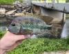 Vieja zonata in hand with stream going under bridge in background