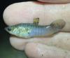 Guara (Poecilia vivipara) in hand with dorsal fin extended