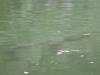 Side view of grass carp just below surface of water