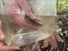 Small Round goby displayed against the side of a plastic container