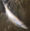 Side view of Atlantic Salmon in the water