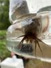 Frontal view of head of Pond Loach in a container