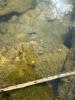 Zebra mussels on substrate in lake.