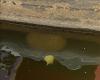 A bryozoan is floating under a dock.