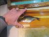 Ruffe on fish measuring board with dorsal fin raised by hand