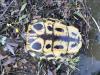 Turtle lying on its back