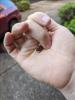 A hand holding a very small frog