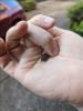 A hand holding a very small frog