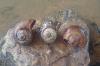 Three giant applesnail shells sitting on a rock in a creek.