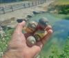 Hand holding applesnail shells near a creek.