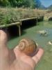 Hand holding applesnail shell near creek.