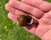 A hand holds snail shell.