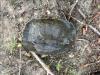 Turtle on the ground with head poking out