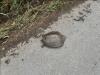 Spiny Softshell Turtle on the road