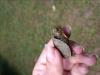 Hand holding a baby turtle