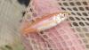 Rosy-red minnow in net