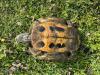 Turtle lying on its back