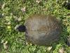 Turtle on the ground with head poking out