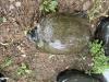 Turtle on the ground with head poking out