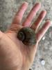 An applesnail shell held in a palm.